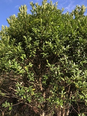 Ilex maximowicziana