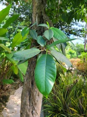 Ficus trigonata