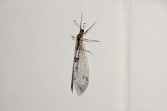 Dendroleon speciosus