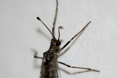 Dendroleon speciosus