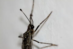 Dendroleon speciosus