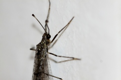 Dendroleon speciosus