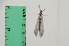 Dendroleon speciosus