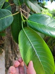 Ficus trigonata