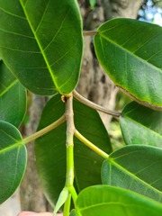 Ficus trigonata