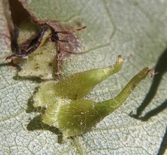 Caryomyia inclinata