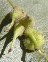 Caryomyia inclinata