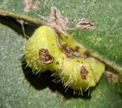 Caryomyia inclinata