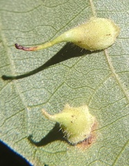 Caryomyia inclinata