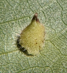 Caryomyia inclinata
