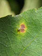 Caryomyia inclinata