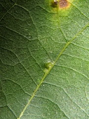 Caryomyia inclinata