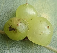 Caryomyia deflexipili