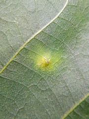 Caryomyia inclinata
