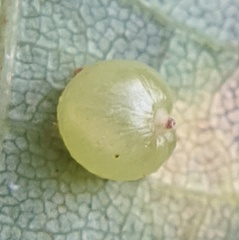 Caryomyia deflexipili