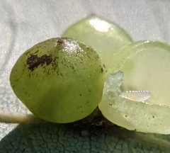 Caryomyia deflexipili