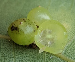 Caryomyia deflexipili