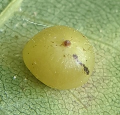 Caryomyia deflexipili