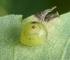 Caryomyia deflexipili