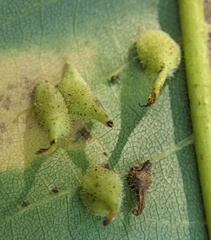 Caryomyia inclinata