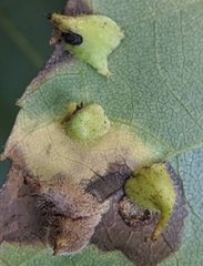 Caryomyia inclinata
