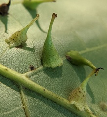 Caryomyia inclinata