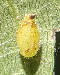 Caryomyia eumaris