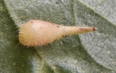 Caryomyia spinulosa