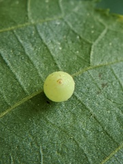 Caryomyia cilidolium