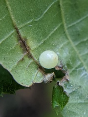 Caryomyia cilidolium