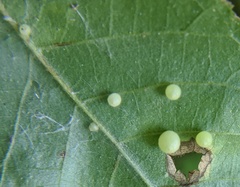 Caryomyia cilidolium