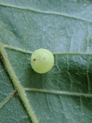 Caryomyia cilidolium