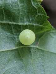 Caryomyia cilidolium