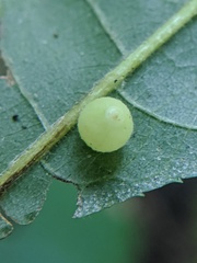Caryomyia cilidolium