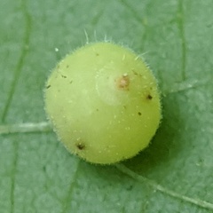 Caryomyia cilidolium