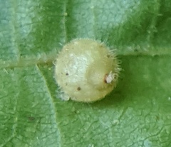 Caryomyia cilidolium