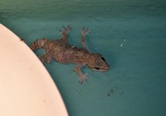 Hemidactylus angulatus