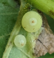 Caryomyia cilidolium