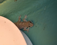 Hemidactylus angulatus