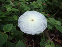 Leucocoprinus fragilissimus