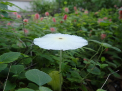 Leucocoprinus fragilissimus
