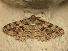 Peribatodes secundaria