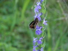 Lon melane vitellina