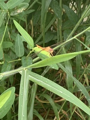 Crocothemis servilia
