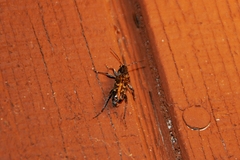 Xylotrechus nauticus