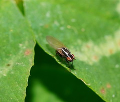 Poecilohetaerus aquilus