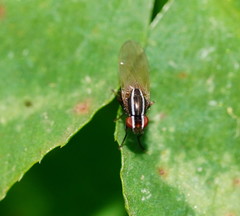 Poecilohetaerus aquilus