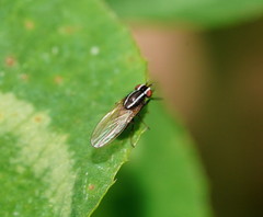 Poecilohetaerus aquilus
