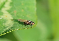 Poecilohetaerus aquilus