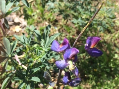 Lupinus mutabilis